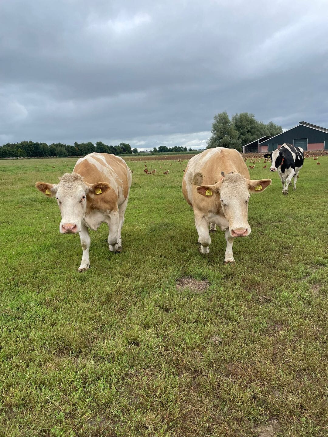 Mooie koeien 2 koeien in de wei